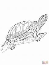 Turtles Schildpadden Eared Kleurplaten Tortuga Tortues Diamant Eau sketch template