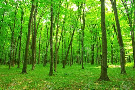 green forest background   sunny day ipleaders