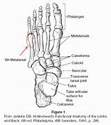Bones Anatomy Physiology Fracture Ankle Metatarsal Fifth Wickedbabesblog Tendons sketch template