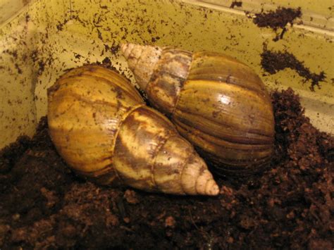 the alternative anna snail sex
