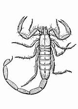 Scorpione sketch template