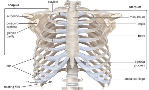 How Do The Bones In My Corset Affect The Bones In My Body