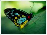 Photos of Butterflies In The Tropical Rainforest