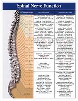 Pictures of Spinal Nerve Chart Neurology