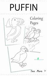 Puffin Coloring Pages Getcolorings Getdrawings sketch template