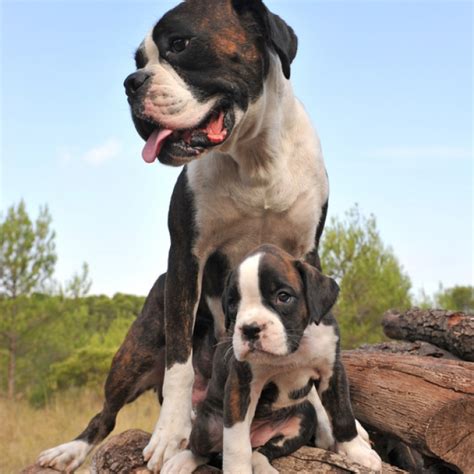 boxer breed information  facts