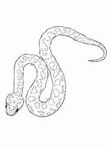 Viper Gaboon Biscia Vipera Horned Designlooter Supercoloring Ausdrucken Schlangen Cornuta Serpente sketch template