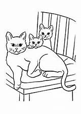 Kucing Halaman Haiwan Kertas sketch template
