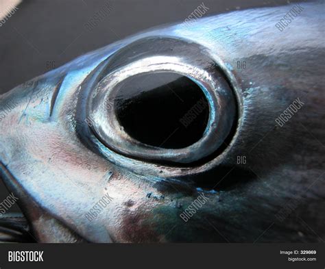 tuna fish eye image photo  trial bigstock