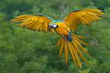 Tropical Rainforest Birds