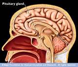 Images of Is The Pituitary Gland Part Of The Brain