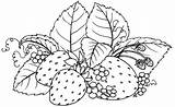 Morango Frutas Riscos Legumes Morangos Molde Frutos Fruta Desenhoseriscos Moldes Copics Créditos sketch template
