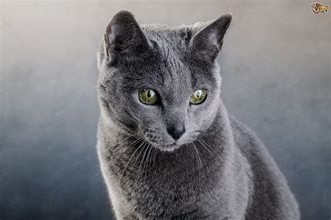 russian blue cat breed facts highlights buying advice petshomes