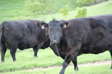 stock photo   black cows  green grass field