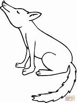 Coyote Howling Coloring Pages Drawing Printable Color Animal Supercoloring Print Online Wolf Coyotes Outline Getdrawings Choose Board sketch template
