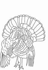 Turkey Coloring Pages Thanksgiving Turkeys Printable Drawing Kids Print Wild Line Color Bestcoloringpagesforkids Sheets Printables Cartoon Drawings Christmas Fall Getdrawings sketch template