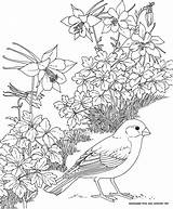 Yellowhammer Animals Coloring Mockingbird sketch template