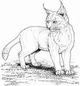 Lynx Luchs Ras Colorat Lince Planse Joli Linci Colorier Coloriages Oeil Tiere Animali Animals Malvorlage Desene sketch template
