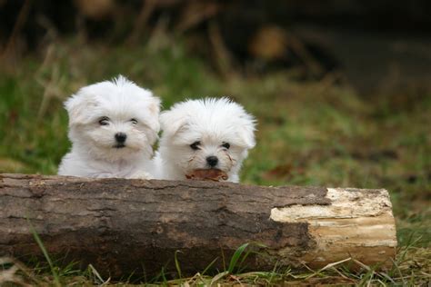 maltese puppies   cute  funny pictures  animals