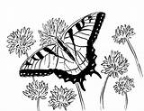 Butterfly Coloring Swallowtail Pages Printable Adult Adults Printables Flowers Sea Drawings Samanthasbell Reference Animals sketch template