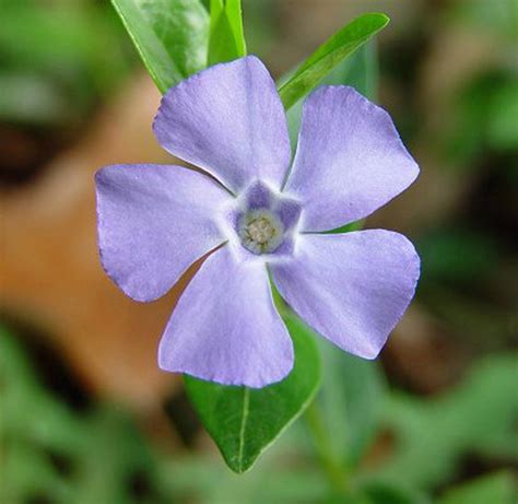 common periwinkle vinca minor