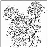 Chrysanthemum Coloring Nicole sketch template
