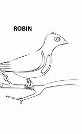 Robin Coloring Spring sketch template