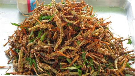creepy insects nigerians eat yummy