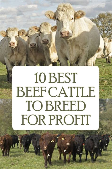 beef cattle  breed  profit  homesteading hippy