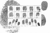Fingerprinting Fingerprints Finger Prints Set Fingerprint Ink Asylum Seekers Refugees Force Use Another Paperwork Computer Graphic Sbr Effort Sheriffs Went sketch template