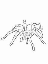 Spinne Malvorlage sketch template