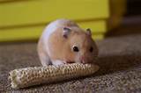 Pictures of Hamsters Different Types