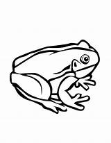 Frog Outline Tree Coloring Pages Clipart Printable Cliparts Panda Outlines Library Drawing Kids Clipartmag Clip Tattoo True Collection Visit 20frog sketch template