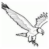 Eagle Coloring Pages Lineart Flying sketch template