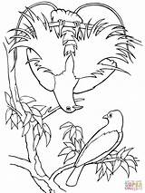 Paradise Bird Coloring Pages Quetzal Blue Birds Drawing Supercoloring Para Paradis Printable Rainforest Outlines Getcolorings Color Print sketch template