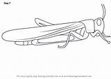 Locust Drawing Draw Step Insects sketch template