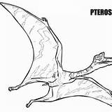 Pteranodon Coloring Cute Little Pages Getdrawings Getcolorings Color sketch template