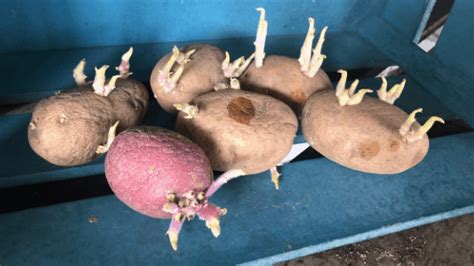 grow store bought potatoes rooted revival