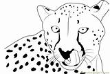 Cheetah Coloring Face Pages Printable Coloringpages101 Online Print Pdf Color Kids sketch template