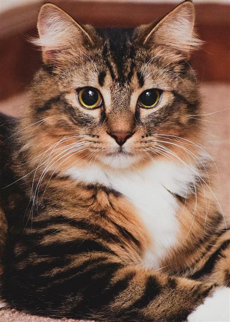 maine coon mix kitty cat photograph  keira knight