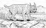 Coloring Lynx Linces Lince Ryś Rysie Kolorowanki Kolorowanka Taringa Cat sketch template