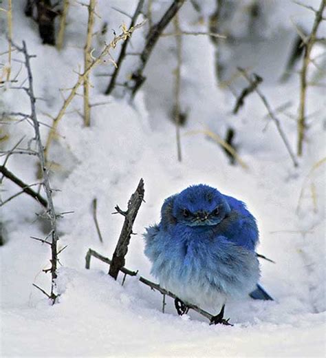 blue bird of happiness