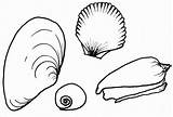 Hermit Seashell sketch template