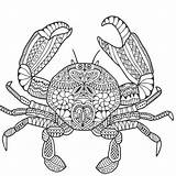 Coloriage Mandala Mandalas Imprimer Colorier Coloriages Animalitos Imprimir Marins Apprendre Solaire Cadran Crabe Crabes Adults sketch template
