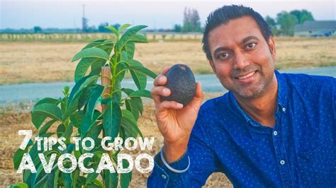 7 Tips To Plant And Grow Avocado Trees Youtube