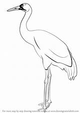 Crane Kokku Drawingtutorials101 Heron sketch template