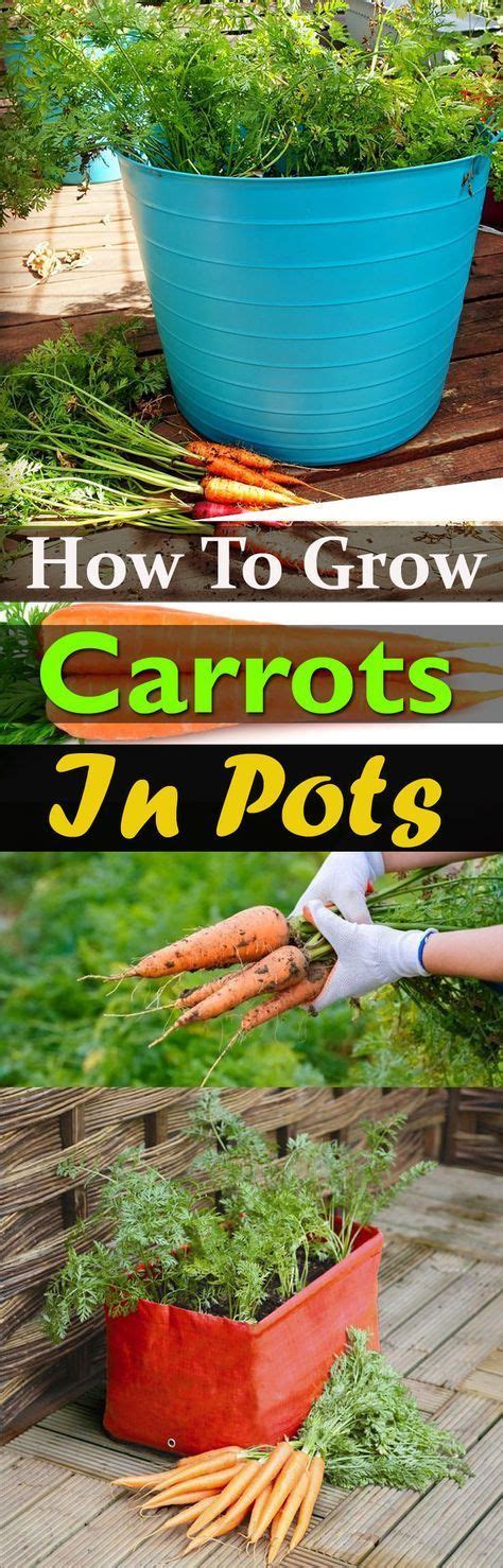 growing carrots  containers   grow carrots  pots container
