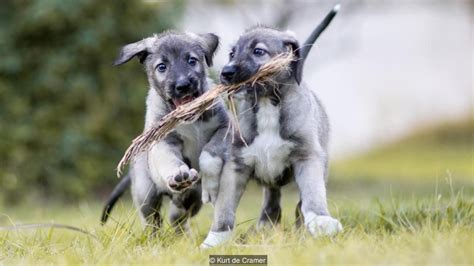irish wolfhound puppies official  identical twin dogs