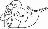 Arctic Animals Walrus Coloring Happy sketch template