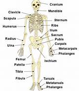 How Many Bones Are In Your Vertebral Column Images